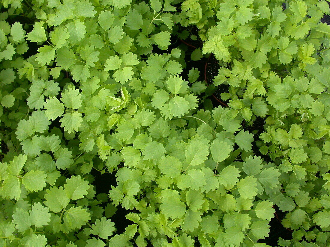 Sanguisorba minor