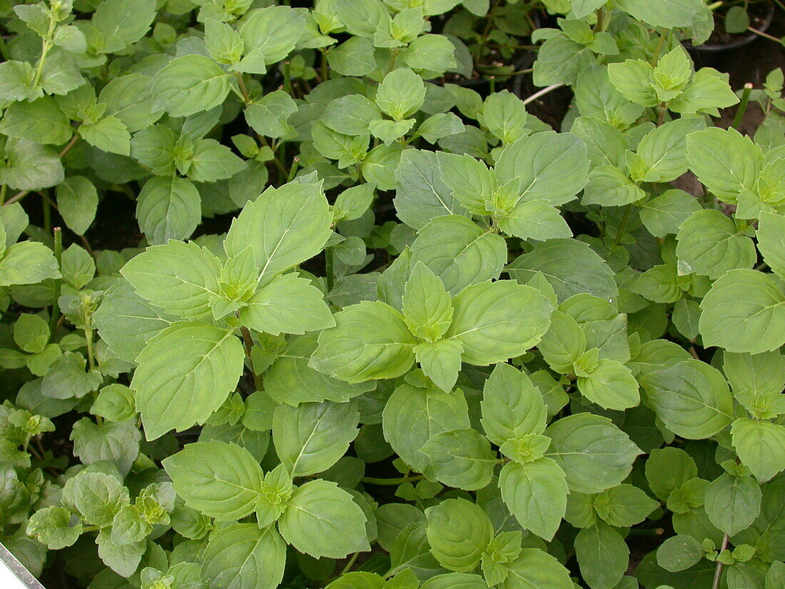 Satureja douglasii 'Indian Mint'.