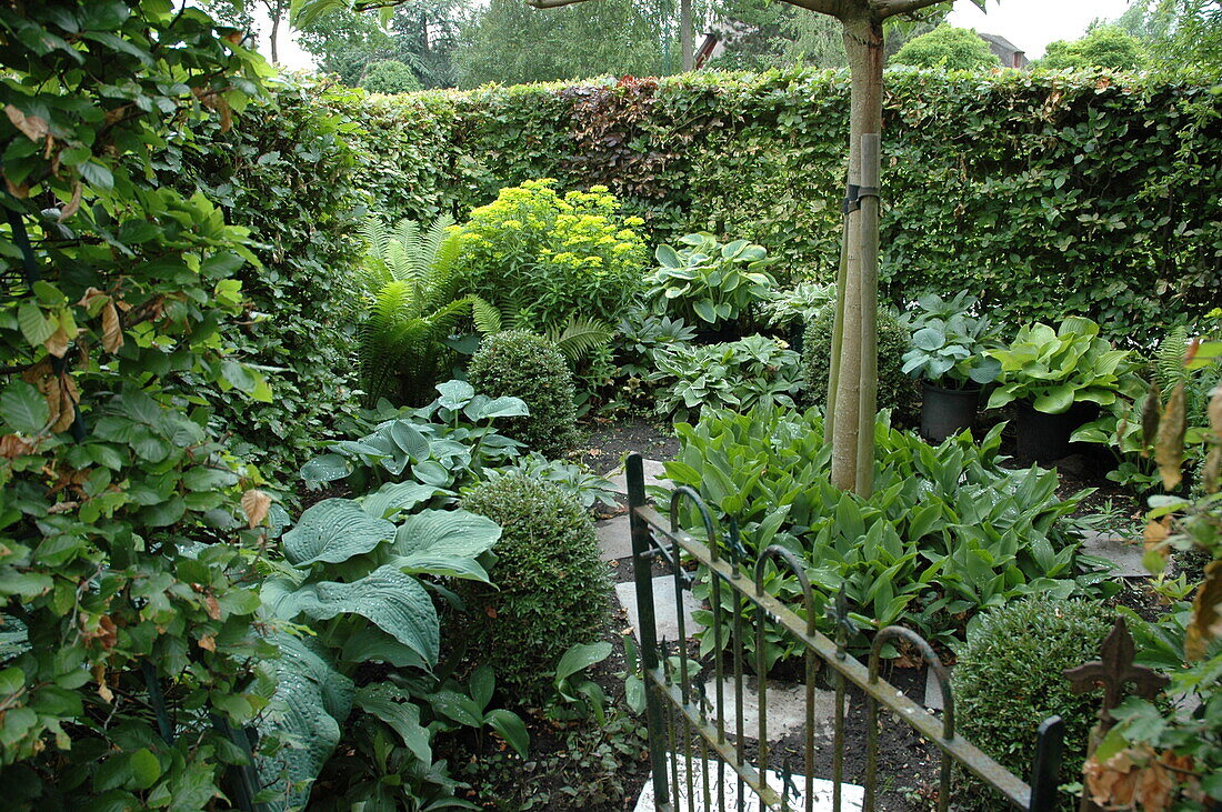 Shade garden with hosta