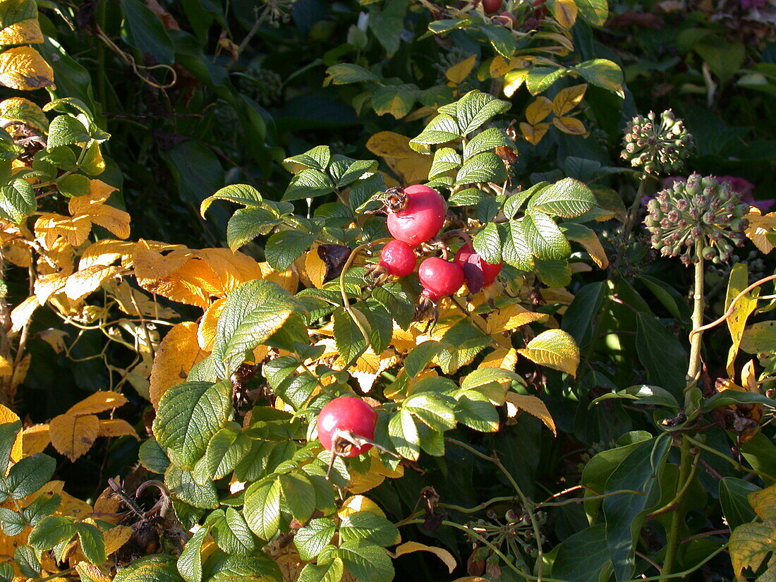 Rosa rugosa