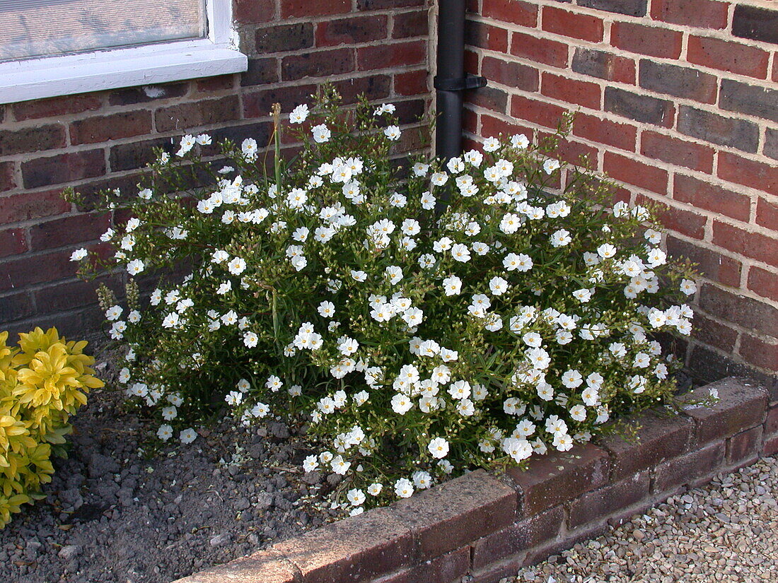 Helianthemum 'Polar Bear