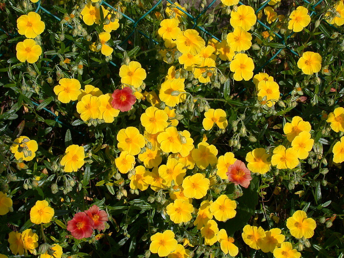 Helianthemum cultorum, yellow