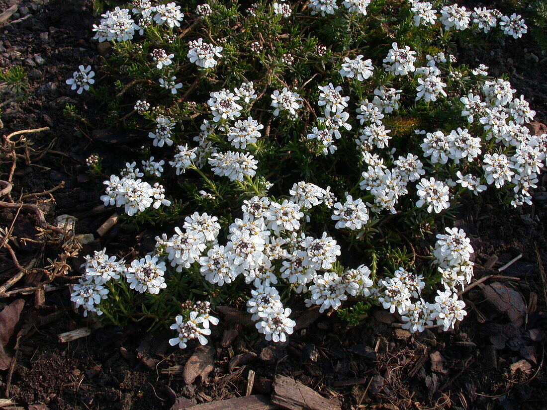 Iberis sempervirens