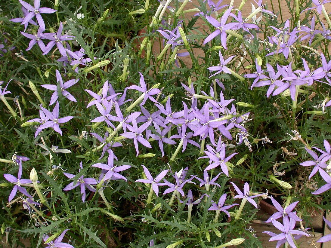 Isotoma axillaris 'Blue Star