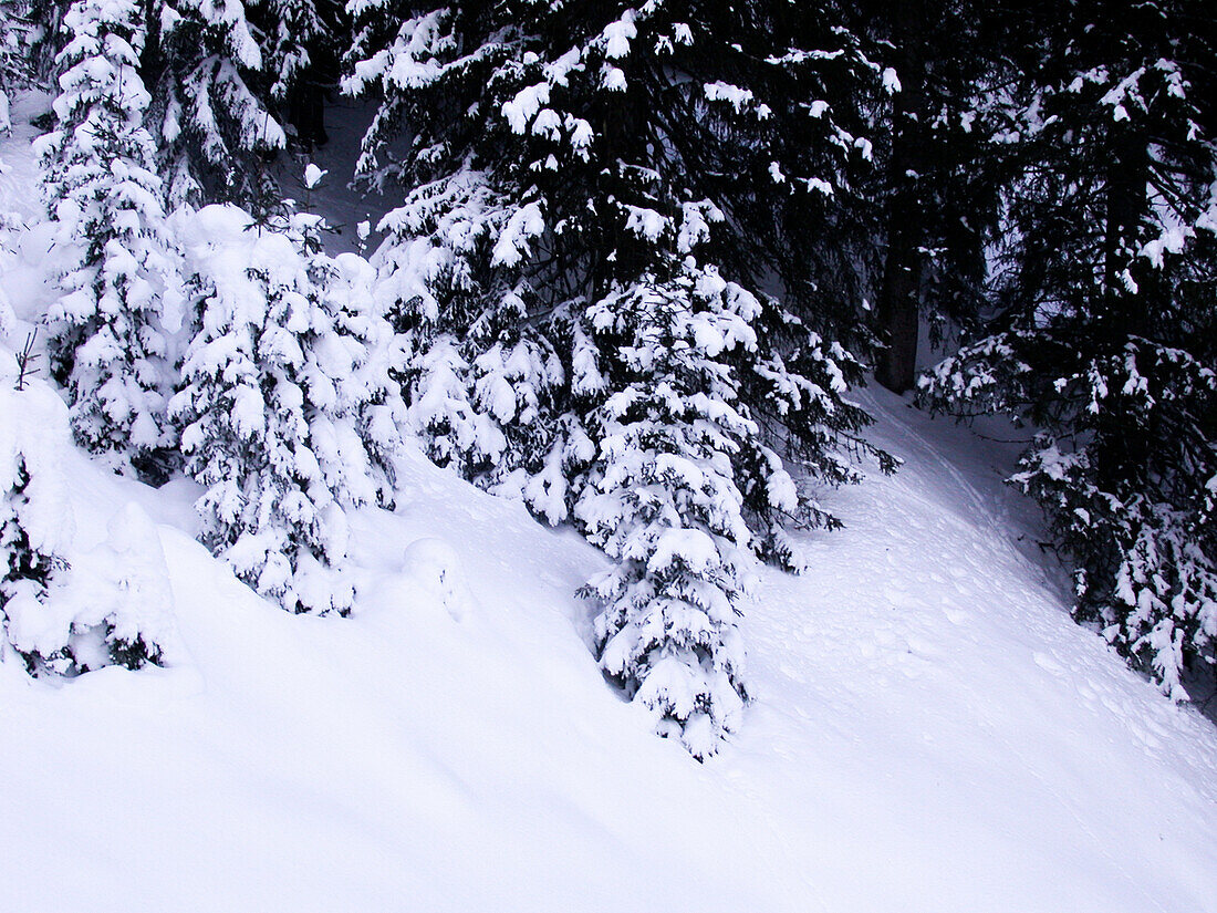 Conifers in the snow