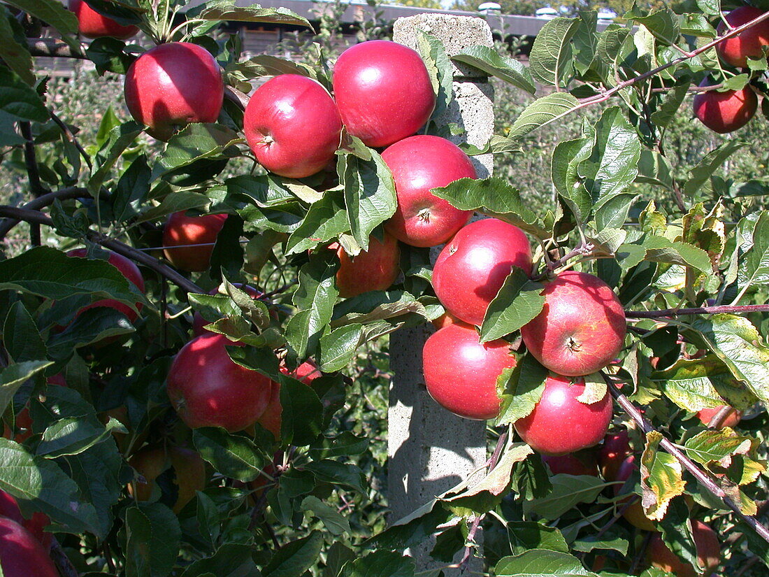 Malus domestica 'Ecolette'(s)