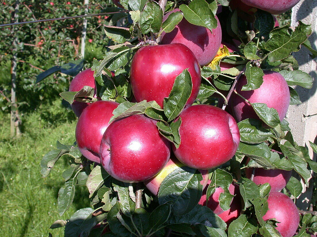 Malus domestica 'Enterprise'®