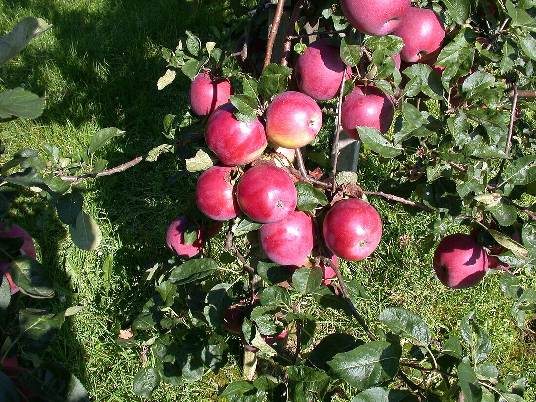 Malus domestica 'Enterprise'®