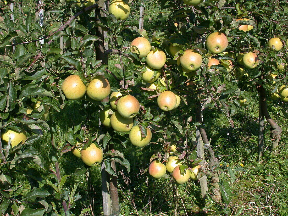 Malus domestica 'Goldrush'®