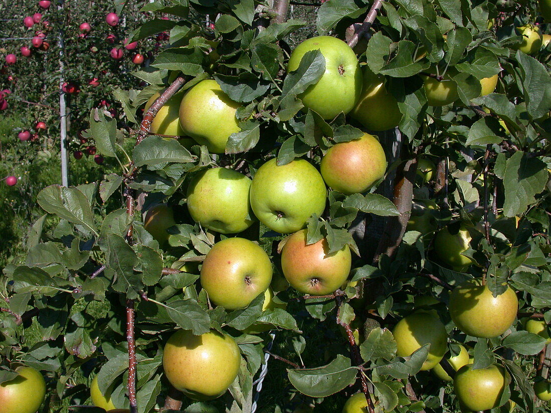 Malus domestica 'Goldstar'