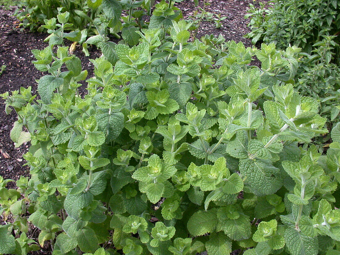 Mentha species 'Hollandia'