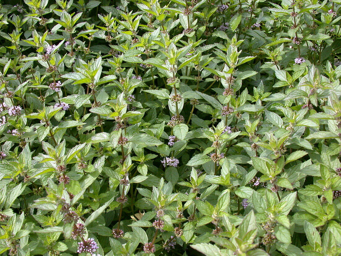 Mentha spicata