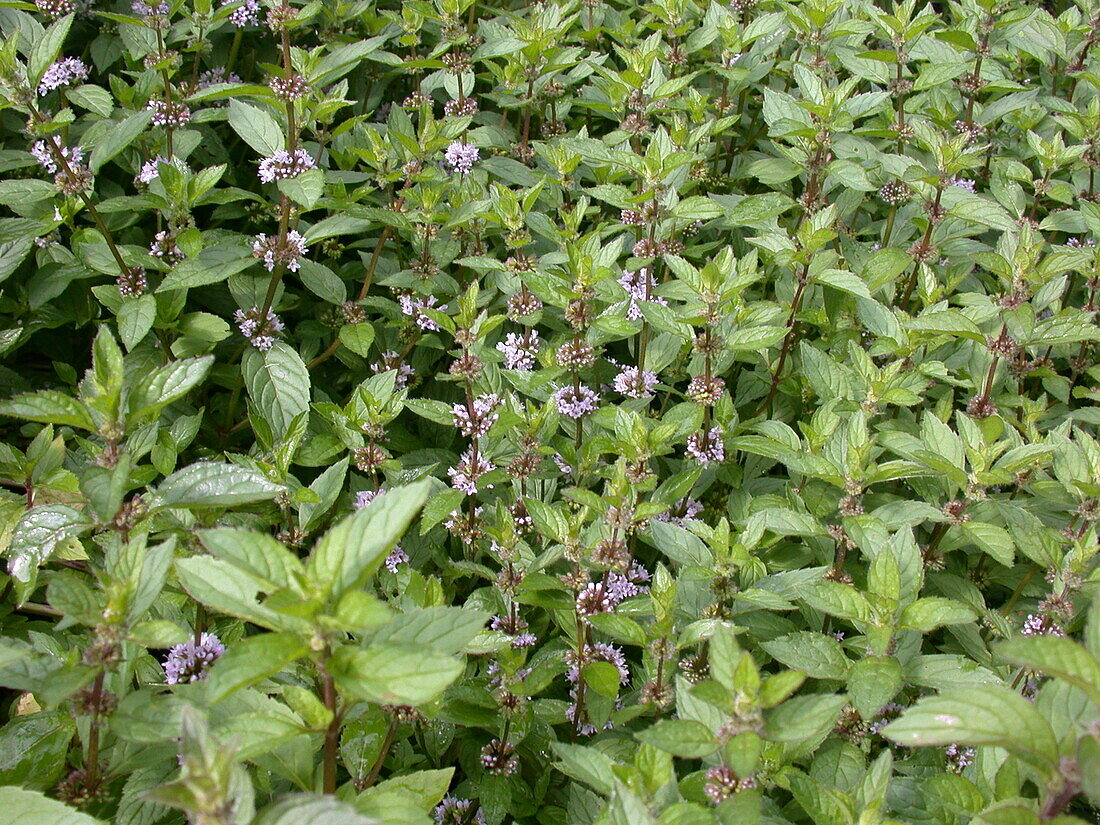 Mentha spicata