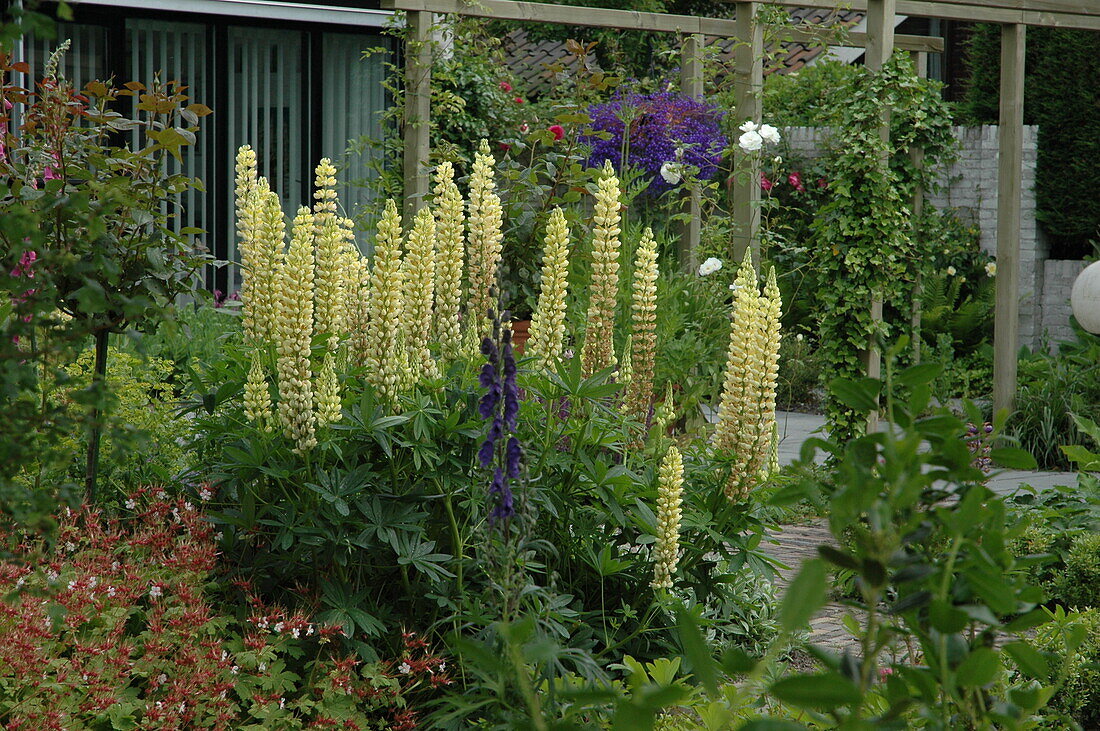 Lupinus polyphyllus, yellow