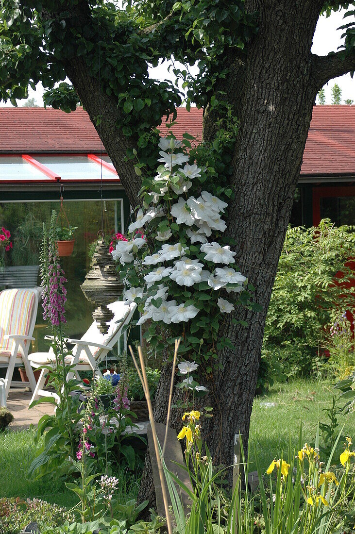 Clematis, weiß