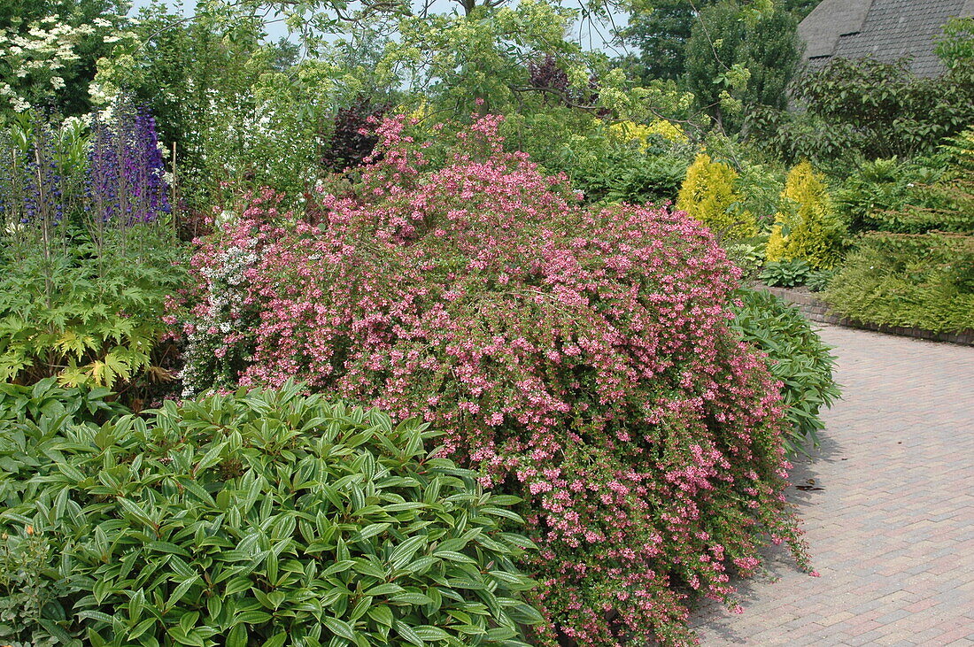 Flowering shrub