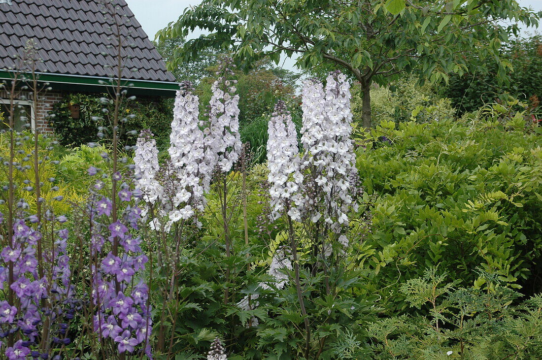 Delphinium x elatum, white