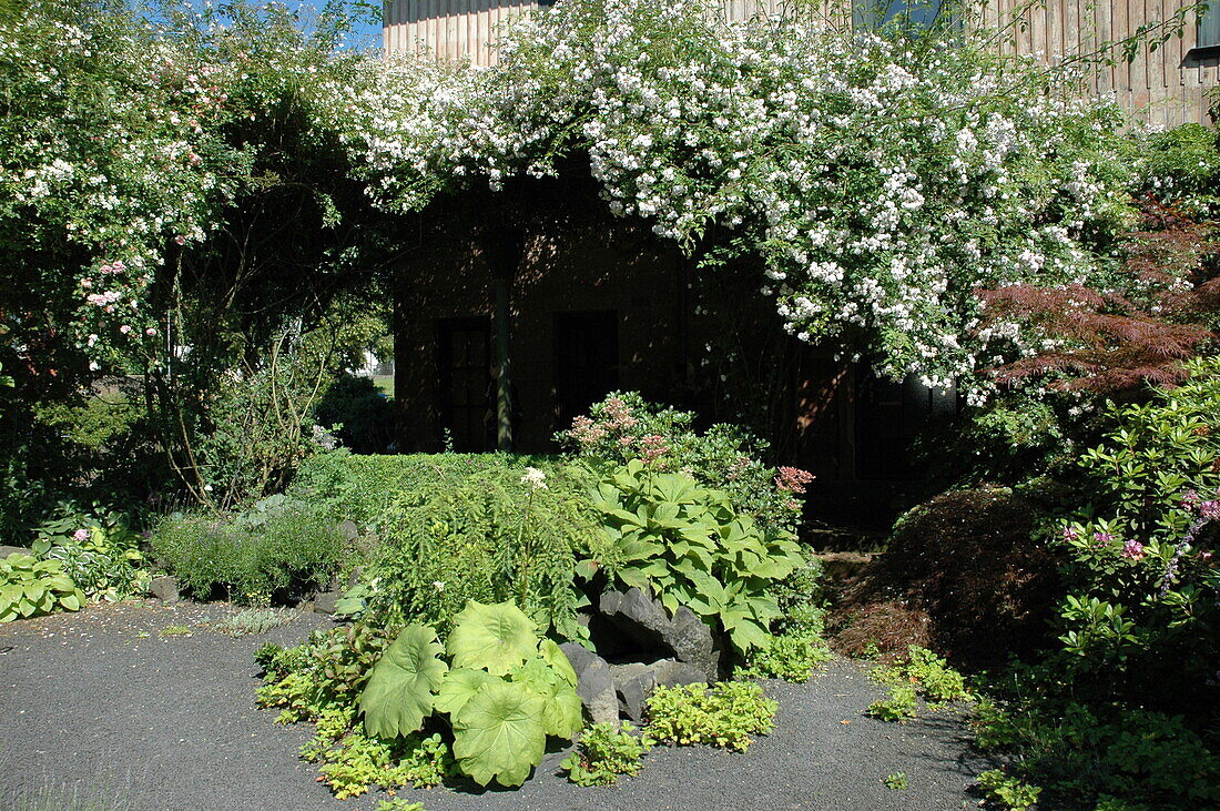 Canopy with climbing roses