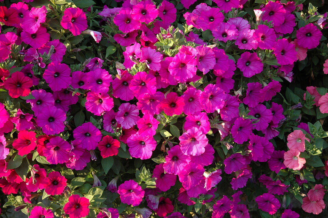 Petunia, pink