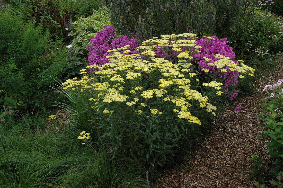 Achillea filipendulina, light yellow