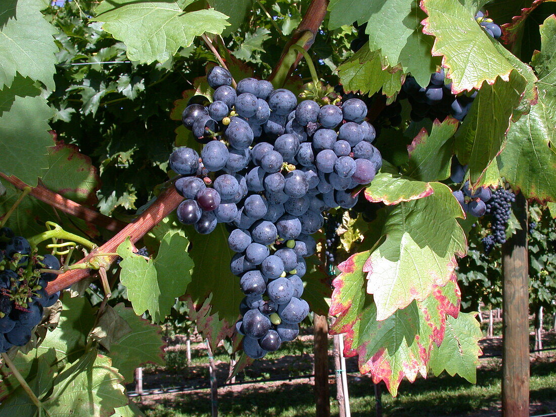 Vitis vinifera 'Royal Ester Grape