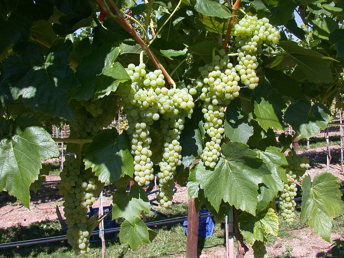 Vitis vinifera 'Birstaler Muscat' (Birstal Muscat)