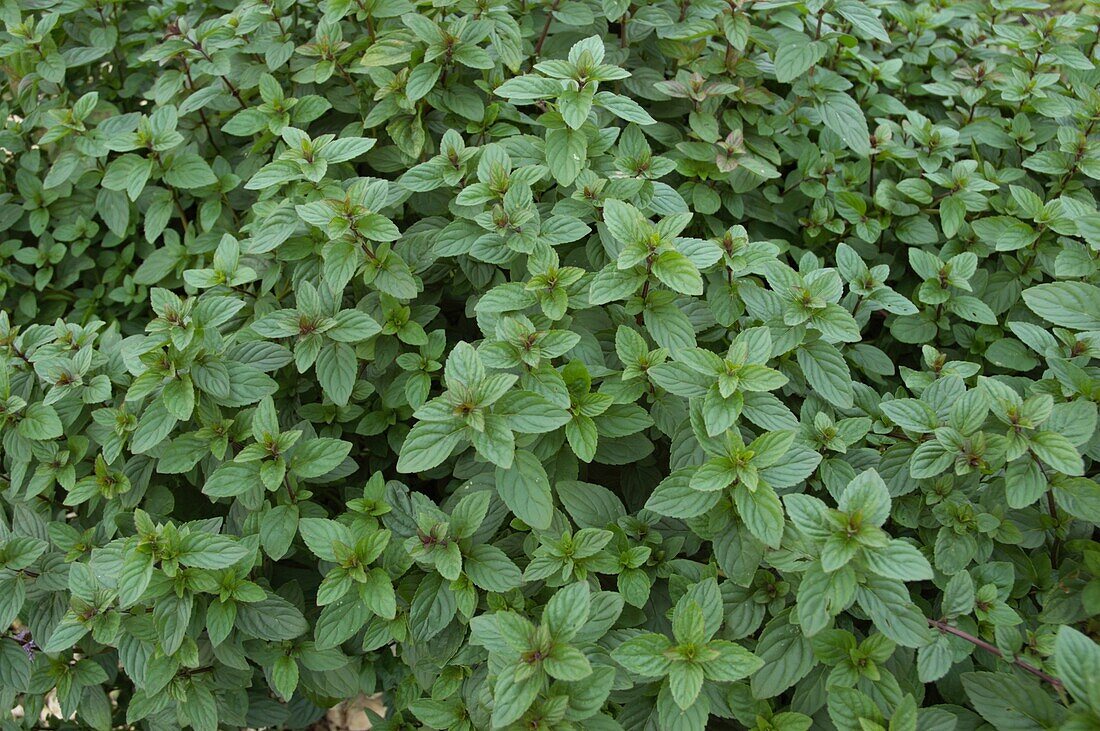 Mentha x piperita 'Chocolate'.