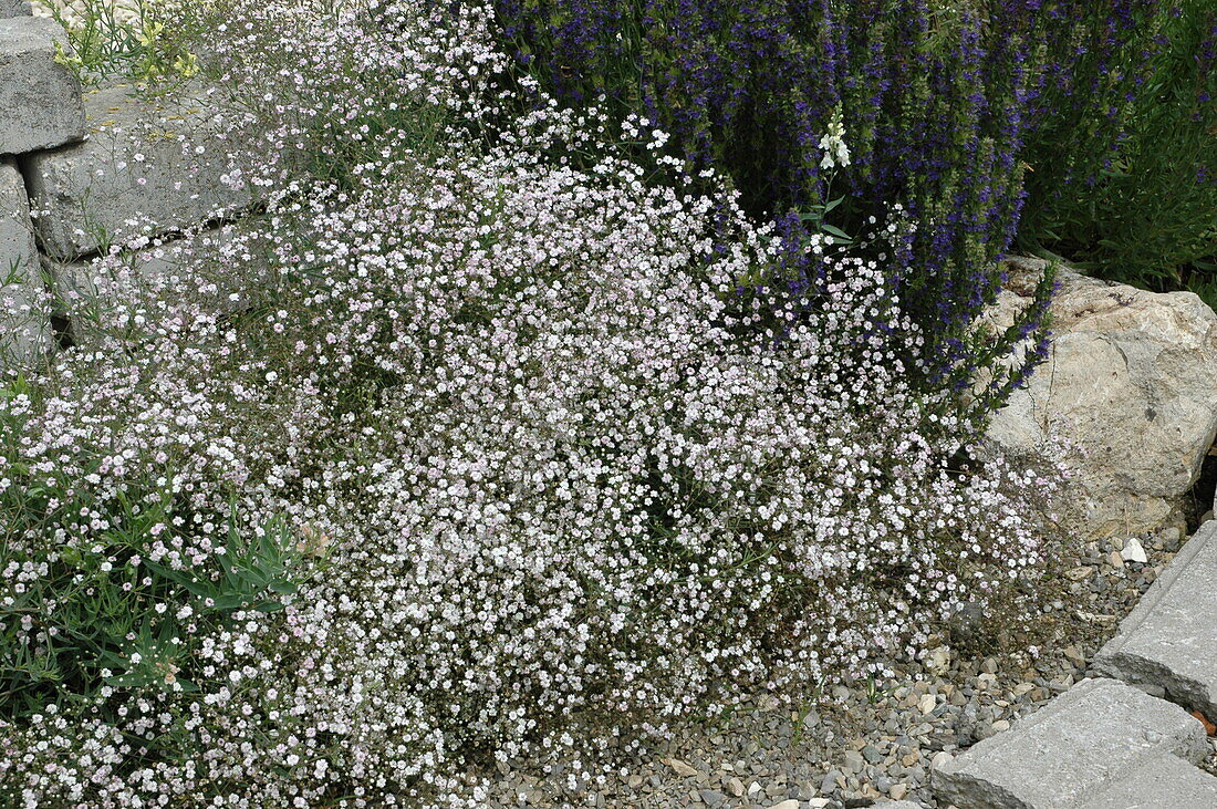 Gypsophila muralis, white