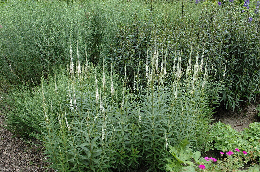 Veronicastrum virginicum 'Album