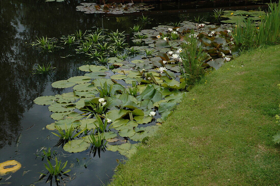 Water lilies at the edge of the pond
