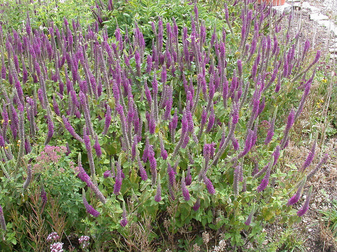 Teucrium hyrcanicum