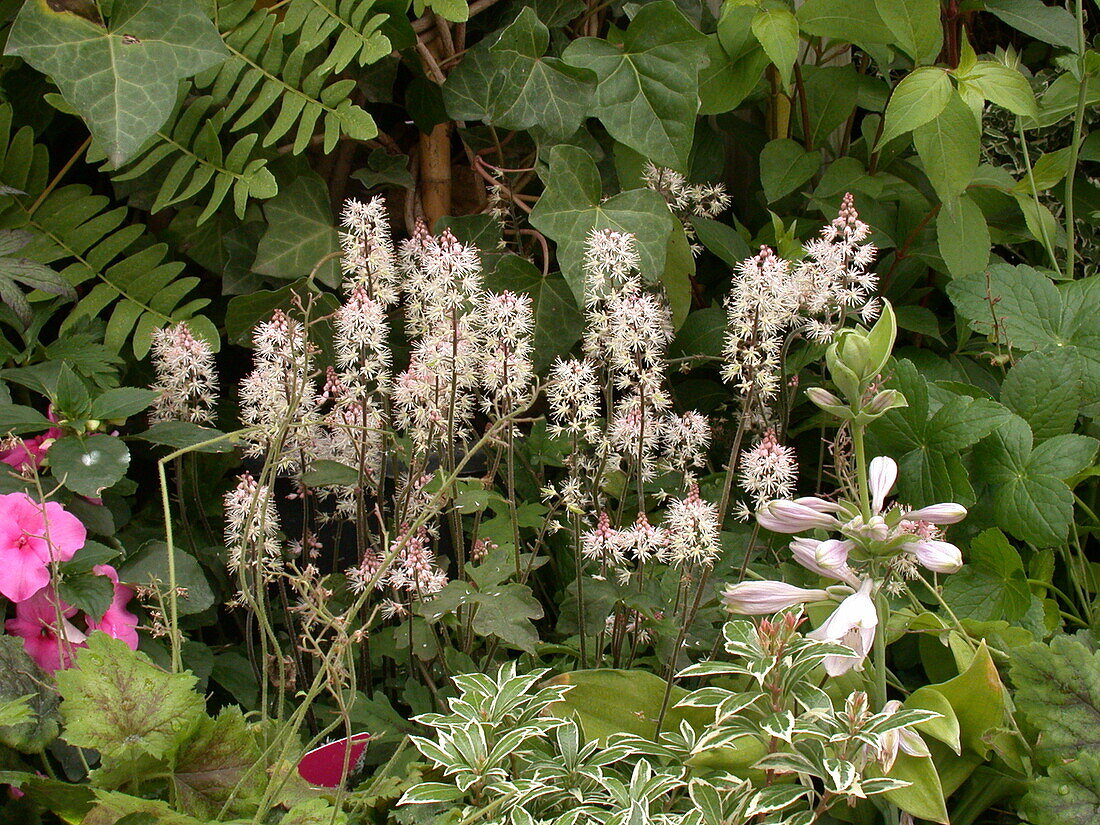 Tiarella laciniata Spring Symphony