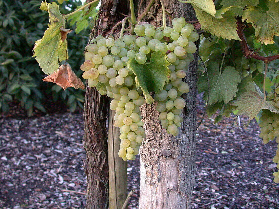 Vitis vinifera 'Glenora'