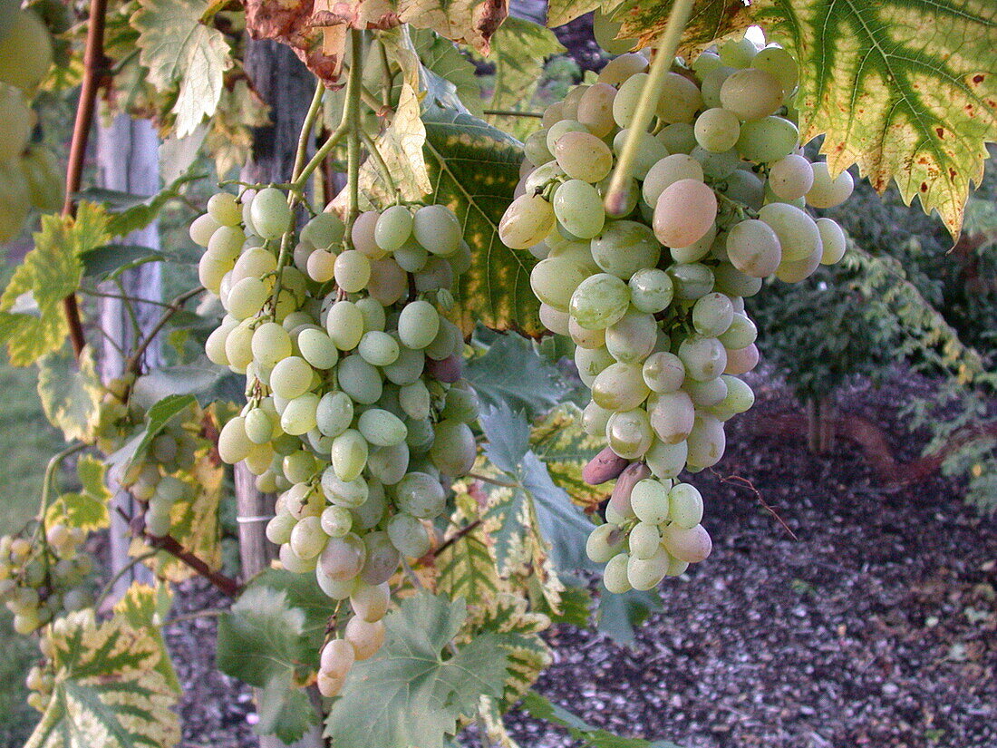 Vitis vinifera 'Glenora