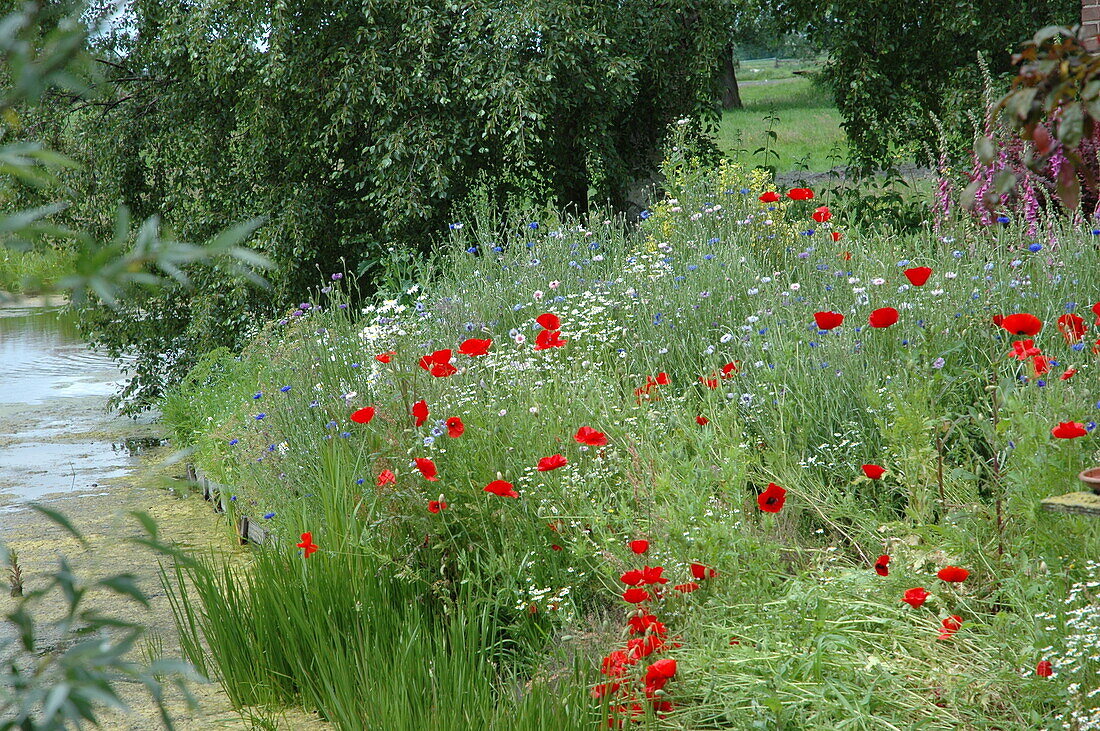 Wildflower meadow by the water