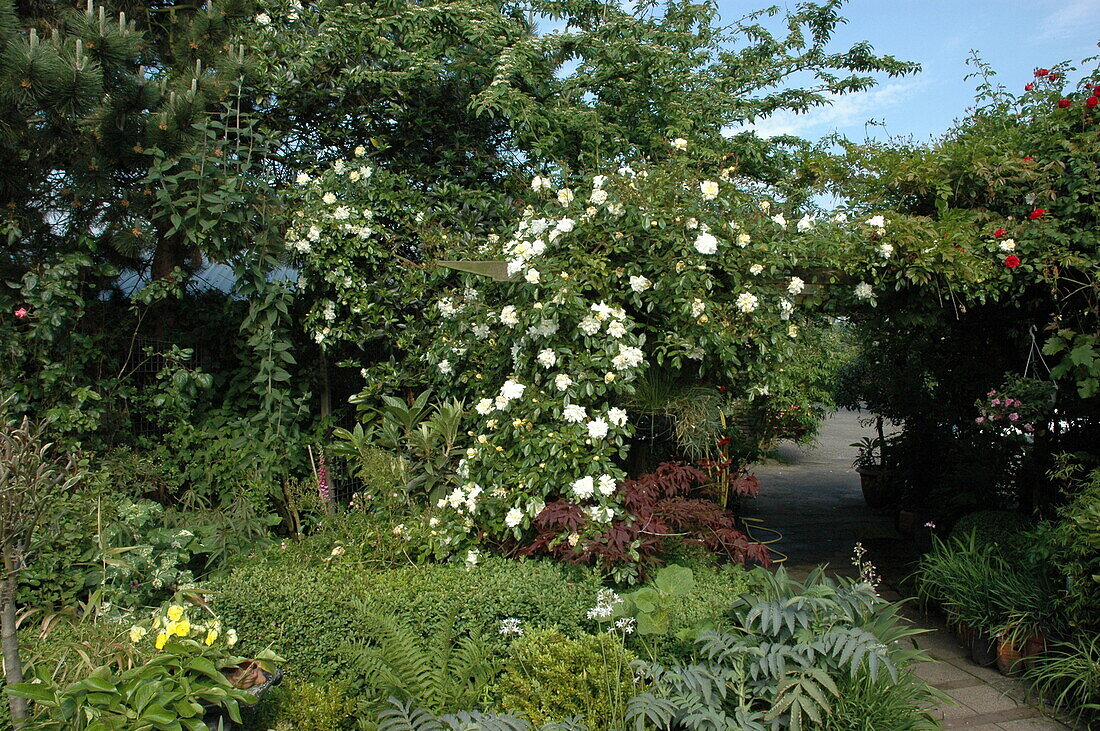 Garden cress with climbing rose