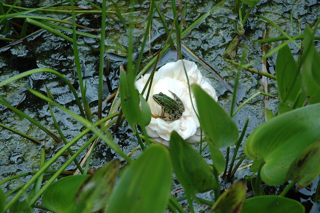 Frog on rose petals in a pond
