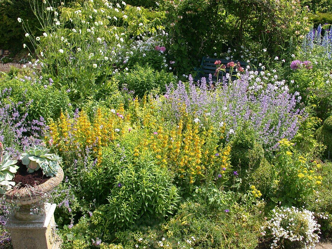 Lysimachia punctata