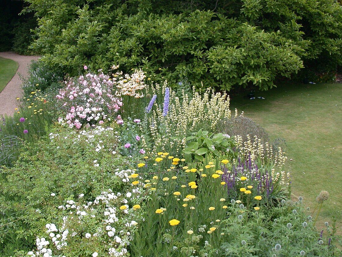 Herbaceous border with rose