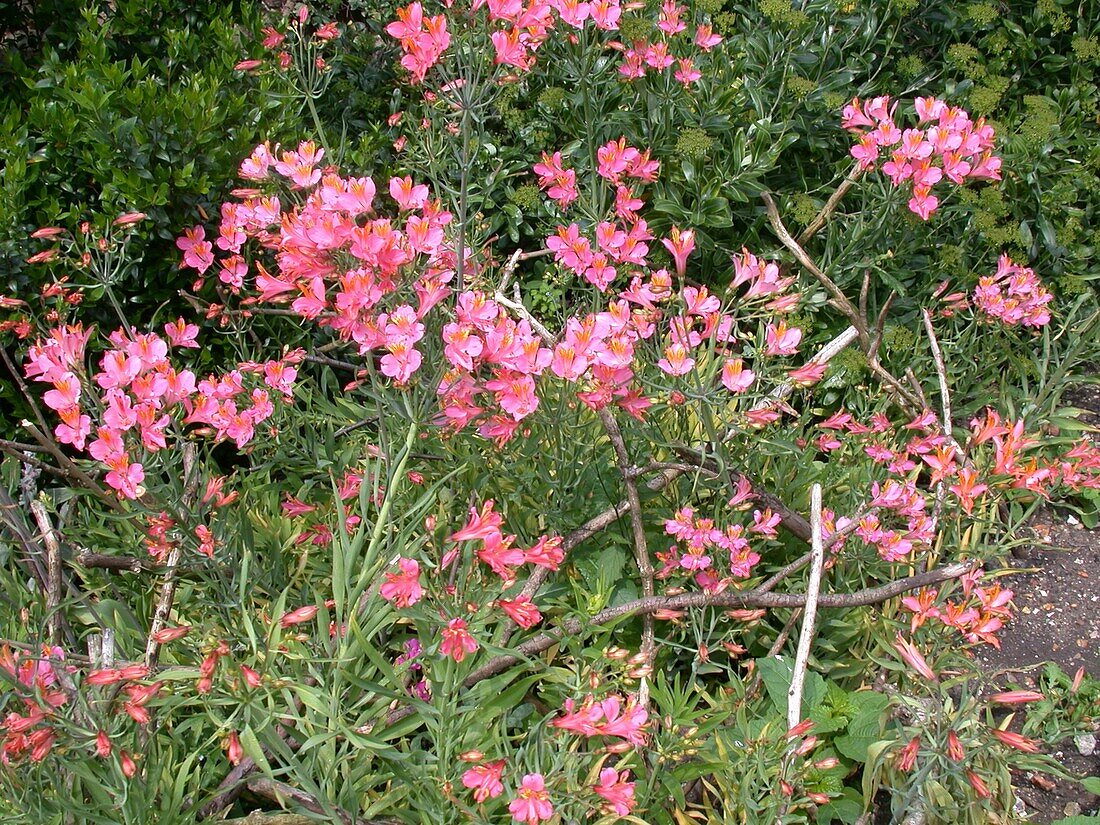 Alstroemeria