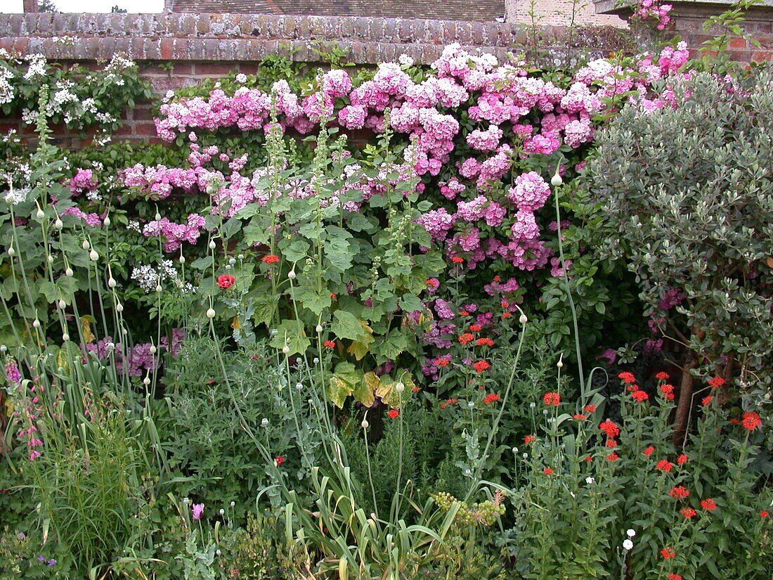 Climbing rose on wall