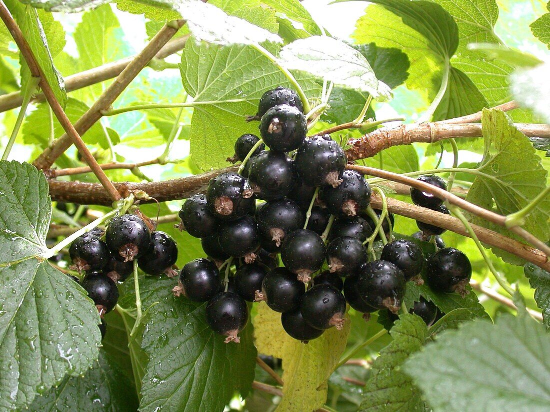 Ribes nigrum 'Titania'(s)