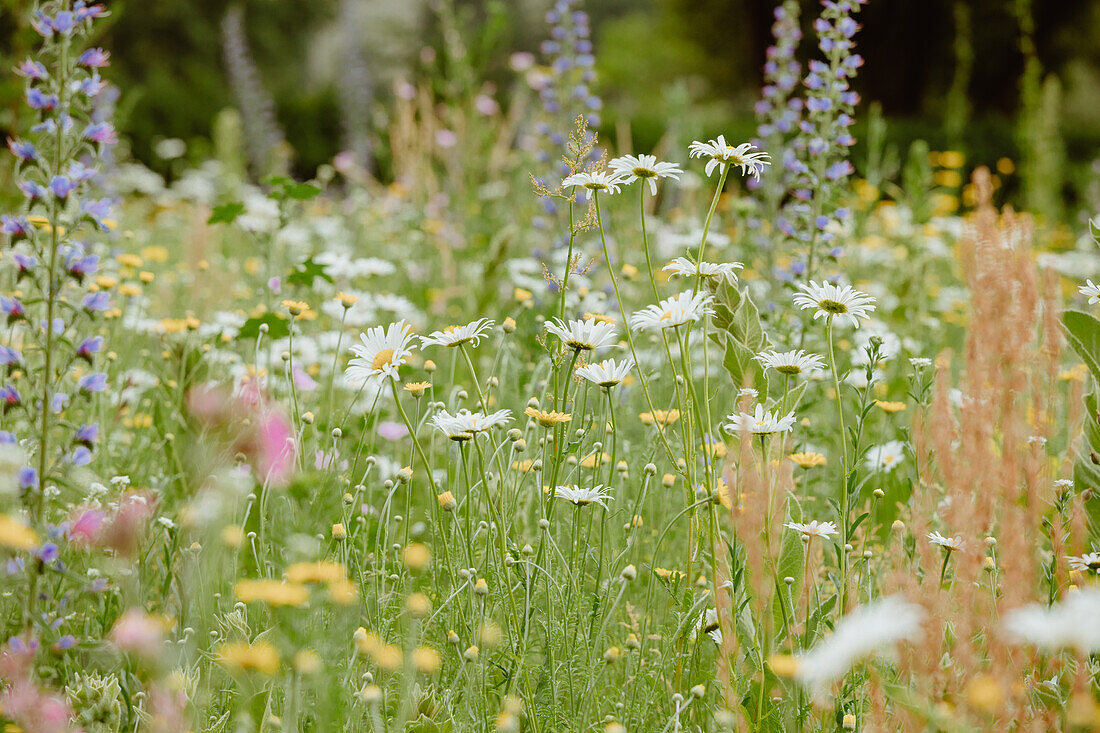 Blumenwiese