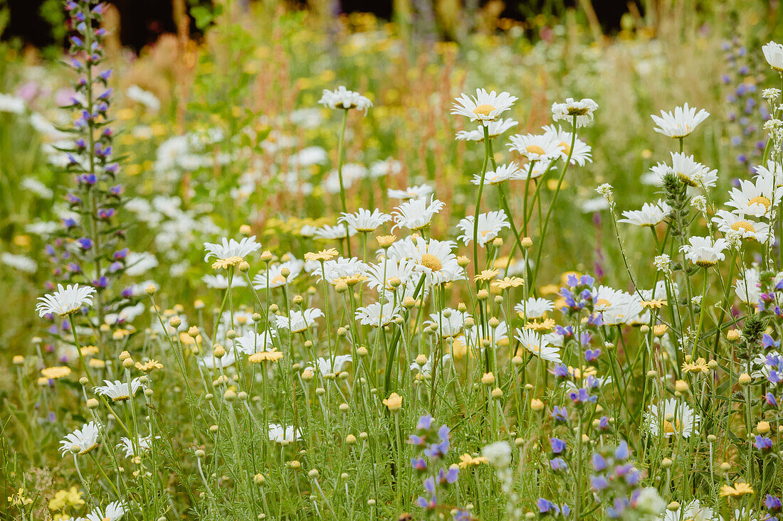 flower meadow