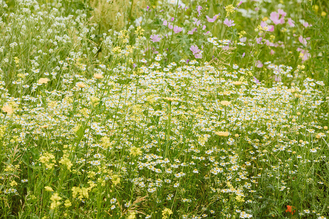 Flower meadow