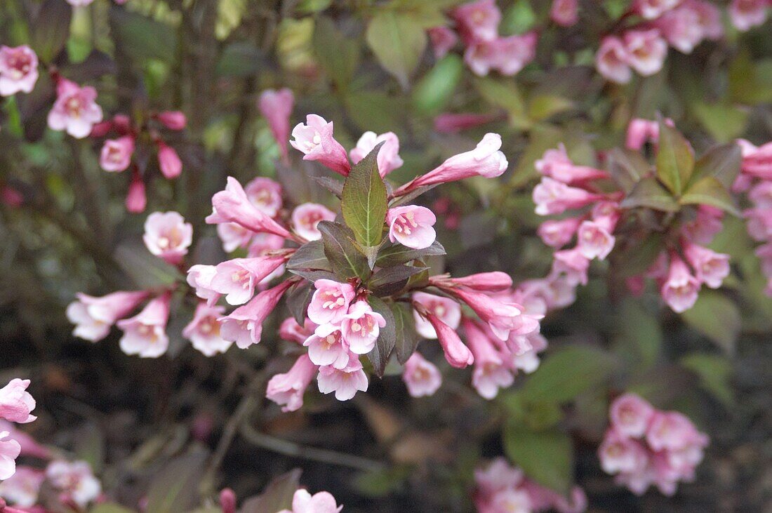 Weigela florida Purpurea