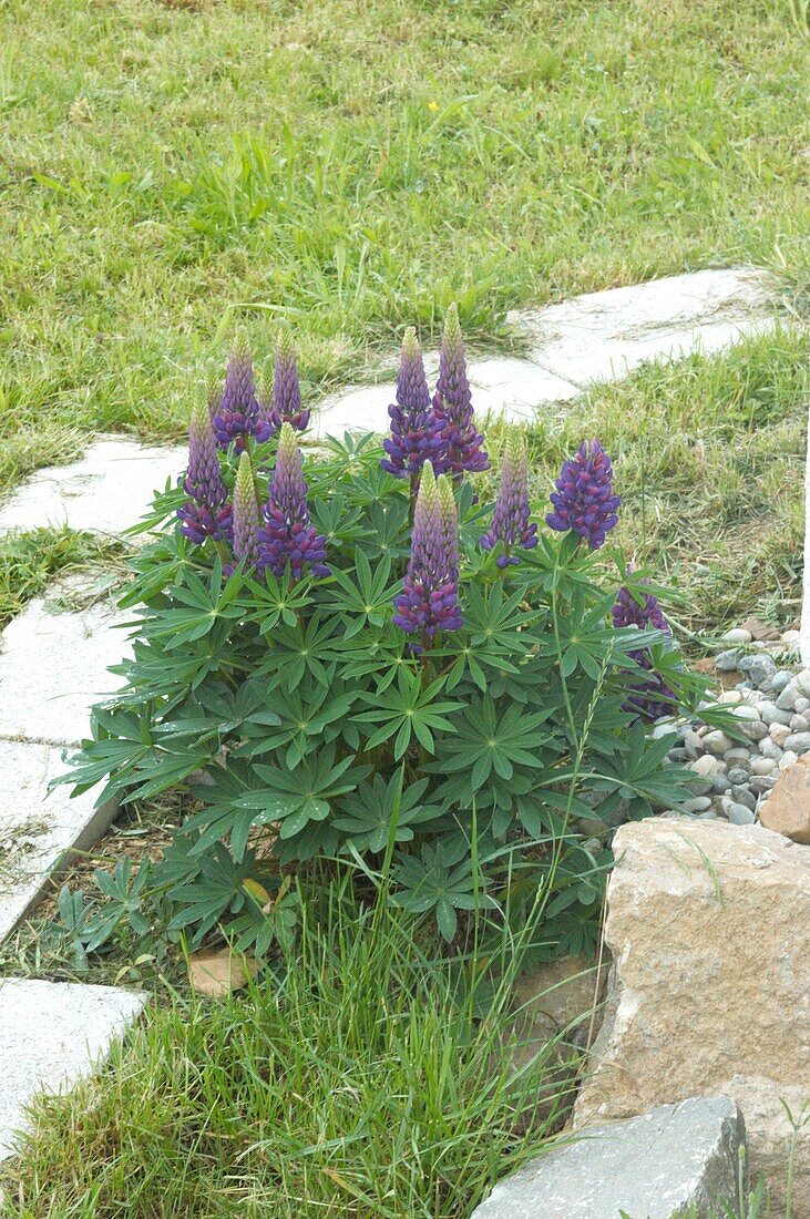 Lupinus polyphyllus, violett