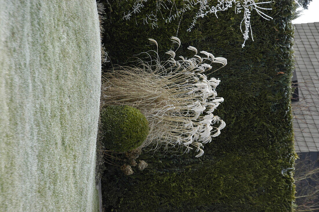 Ornamental grass covered in hoarfrost