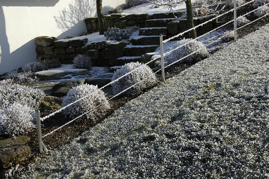 Vorgarten im Raureif