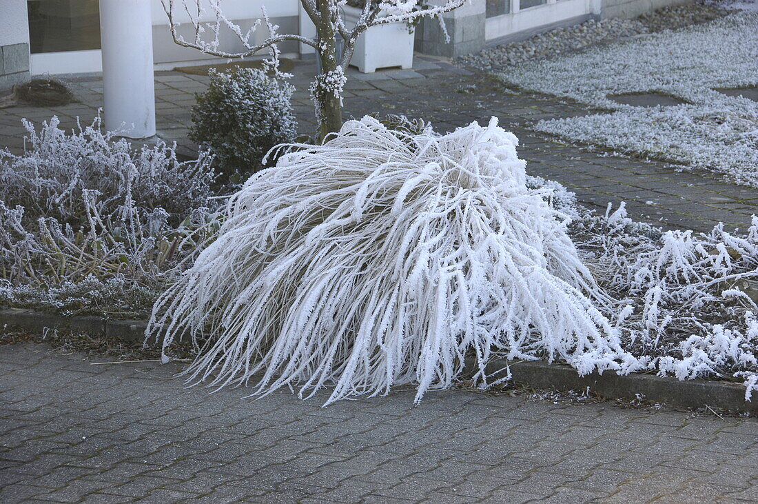 Ornamental grass in the hoarfrost